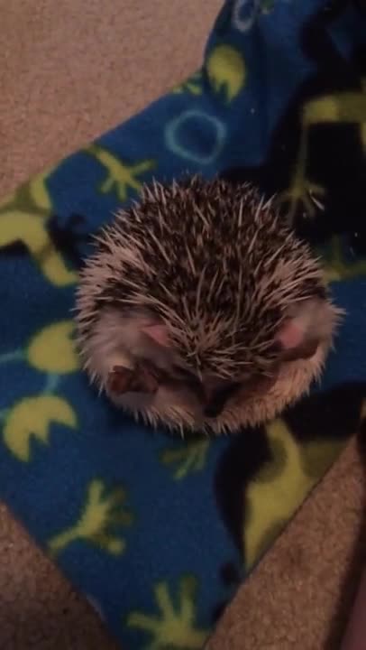 Erizo lucha adorablemente por desenroscarse