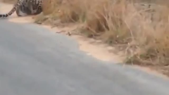 How the leopard crawl and crossing the road