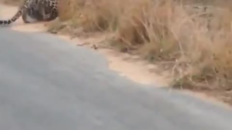 How the leopard crawl and crossing the road