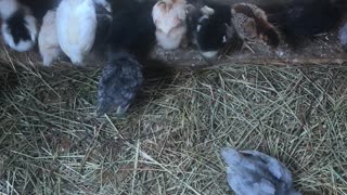 Spring 2021 Chicks