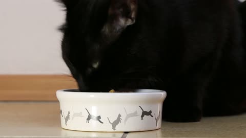 Black cat Eating Food