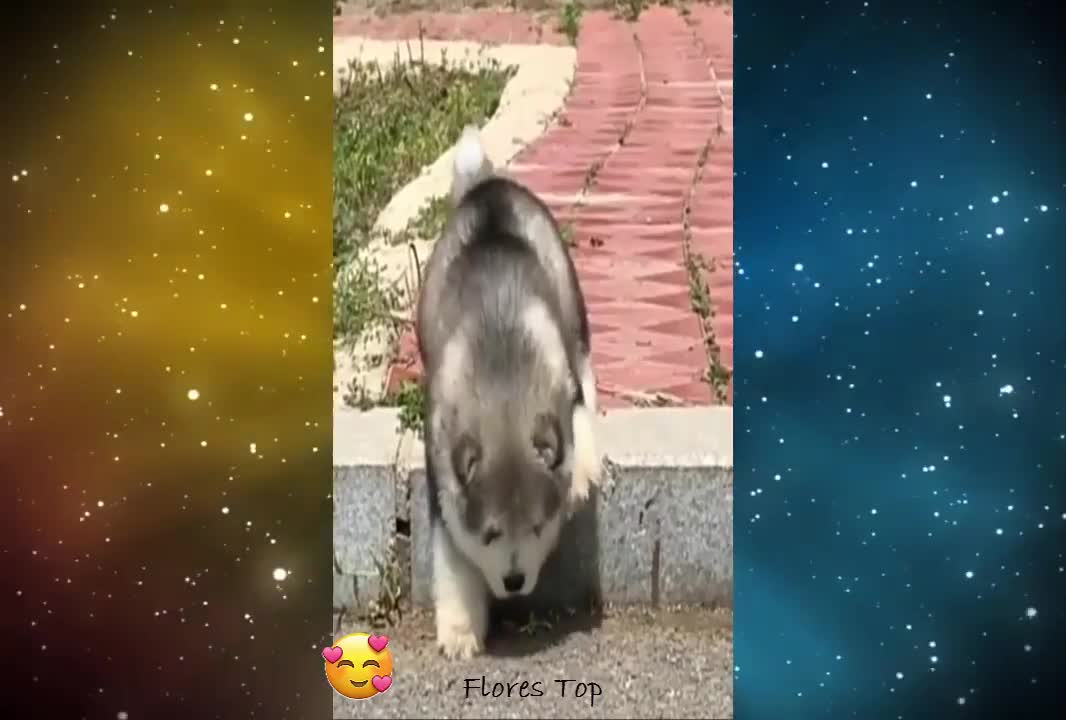 PERRITO TIERNO Y GRACIOSO