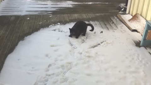 😂 Funny Cat in Snow 😂 Try not to laugh!! 😂😂