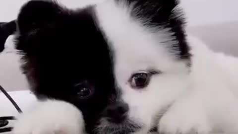 Cute Black & White