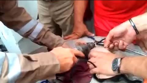 Bombeiros e PM salvar cachorrinho que prendeu cabeça em cano