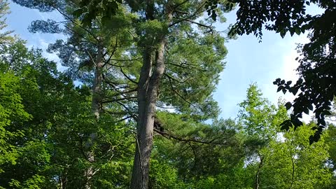 Black bear at Grundy Provincial Park