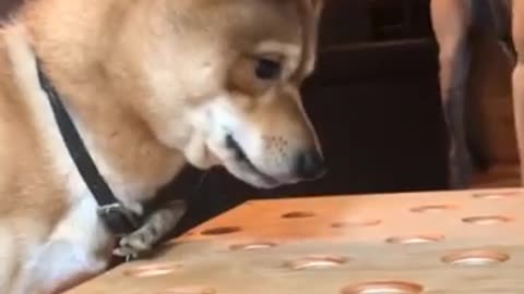 Funny dog angry