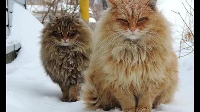 Top 10 beautiful cats in the world ❤️❤️❤️