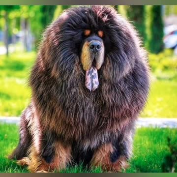 Our love of beautiful dogs and animals prequel