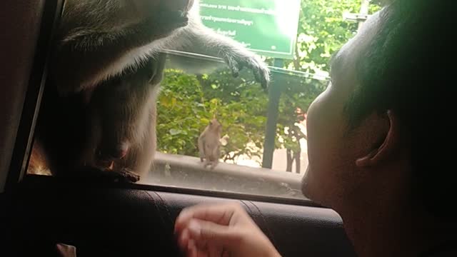 Hungry Monkeys Get Handsy for Food