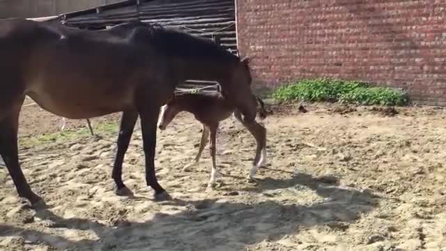 Newborn foal walks for tha fast time