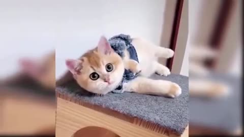 Baby Cats - Cute and Funny Cat Videos Compilation | Parmar