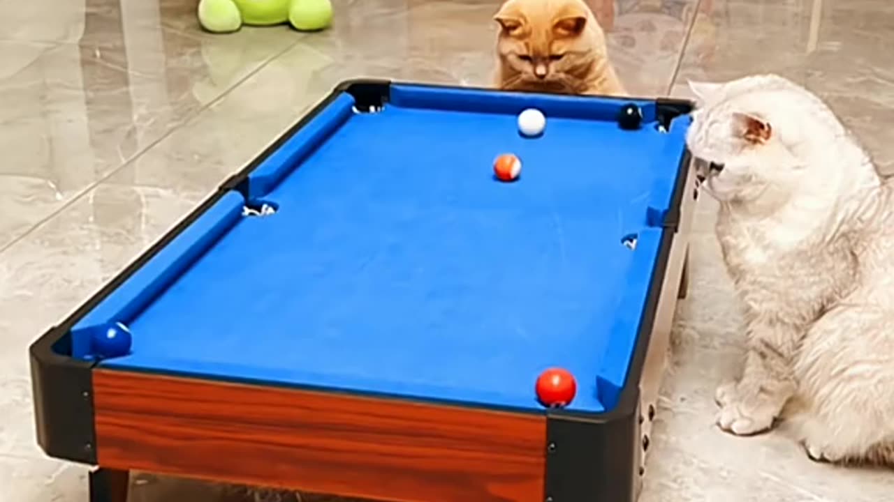 funny animals - pets funny cute