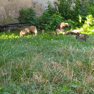 Good night 🦆♥️