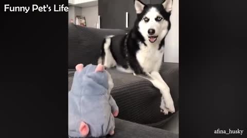 Husky dogs are the truest definition of Silly Dog 😂 Funniest Dog Videos