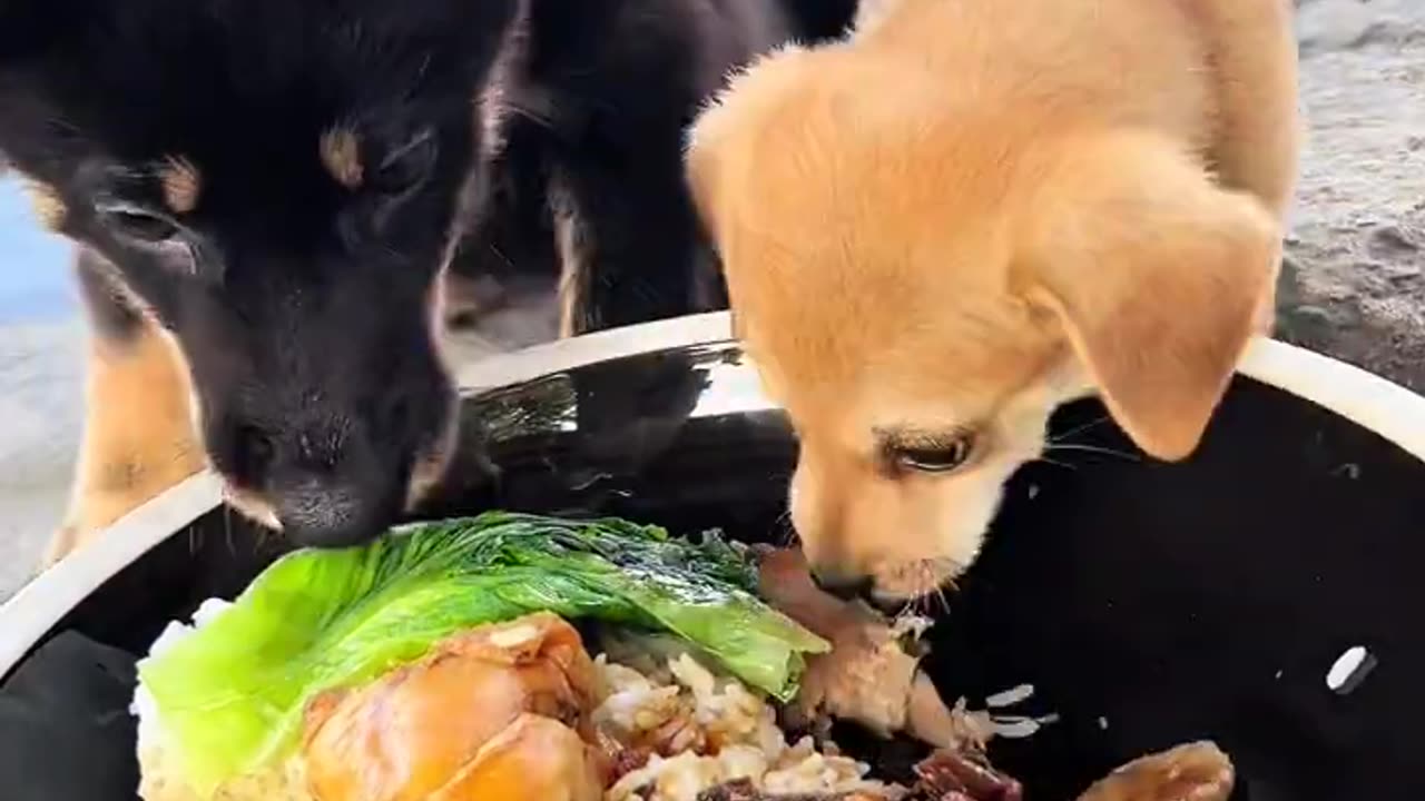 Wild dogs eat iron box lunch Chinese rural dog Rural dog daily feeding Dry dog ​​daily life Dog