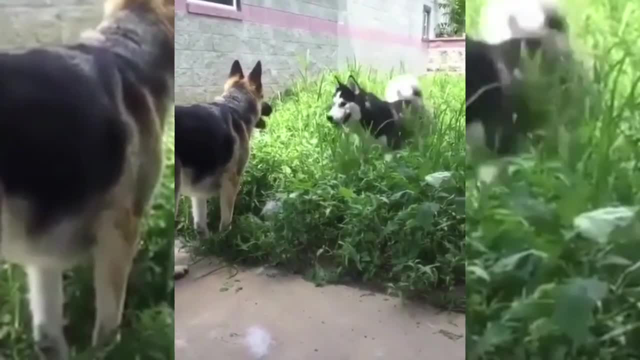 Funniest and cutest Husky compilation 2021