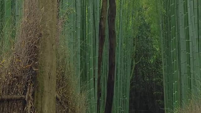 But the wound of entangling wind and rain