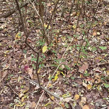 Mushroom hunting while walking the puppy pt1