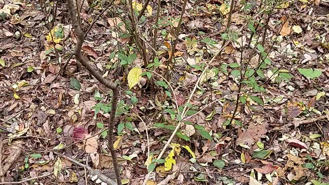 Mushroom hunting while walking the puppy pt1