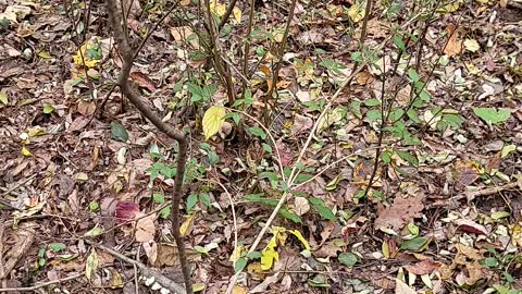 Mushroom hunting while walking the puppy pt1