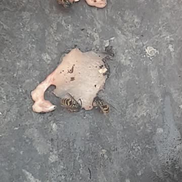 Wasp caught eating fresh meat