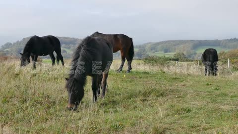 A Horses Eating Grass