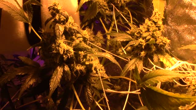 batch #2 growth journal