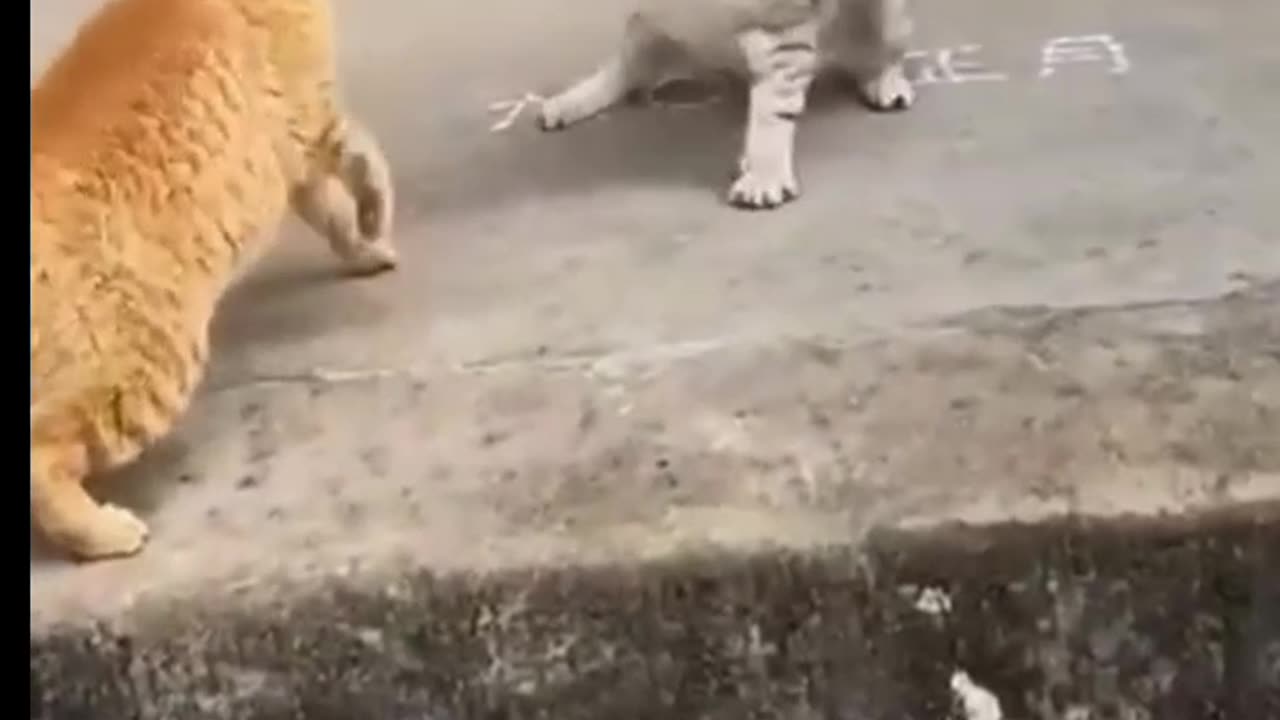 Cat funny video