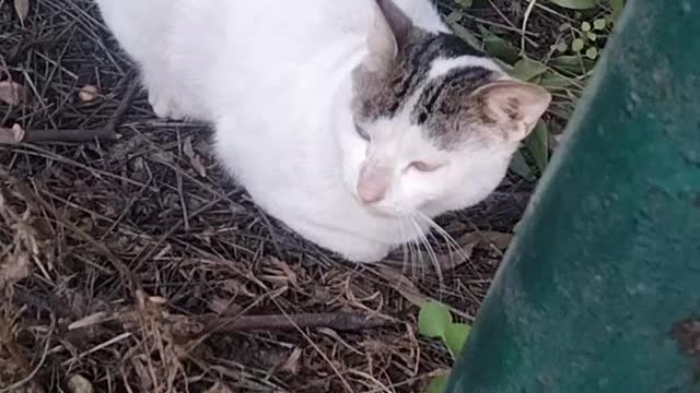 Cute White Cat🐈 Video By Kingdom of Awais