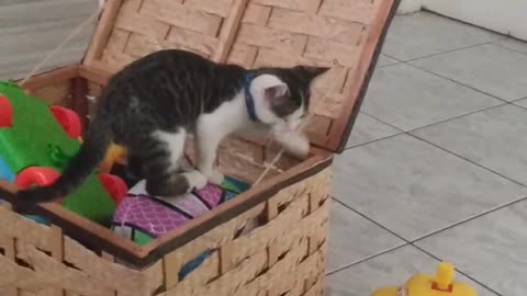 Cat playing in toy basket