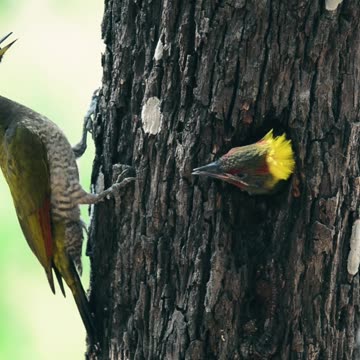 Tell me bird name ll Epic Fail ll