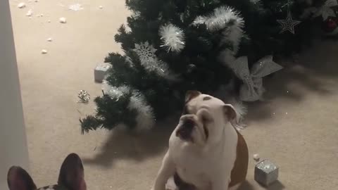 Naughty Dogs Knock Over Christmas Tree
