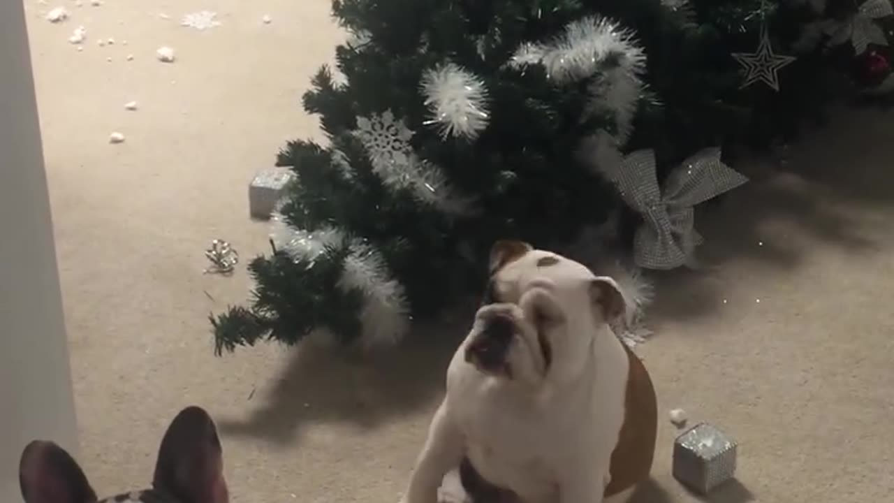 Naughty Dogs Knock Over Christmas Tree