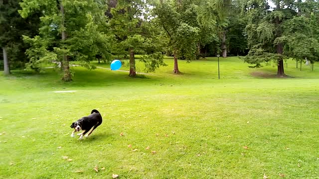 Ein Hund jagd einen Ballon,Wer gewinnt ?