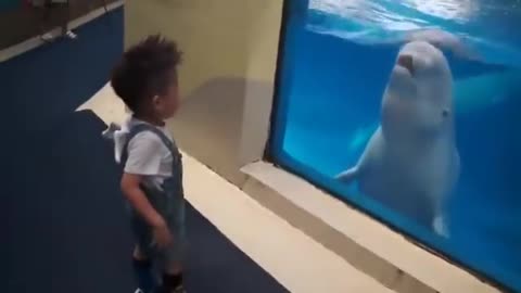 Dolphin playing with a child