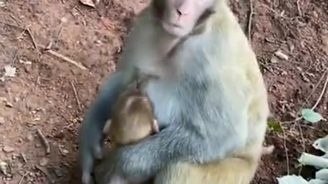 Cute Monkey China & Funny Love monkey| Animals Love
