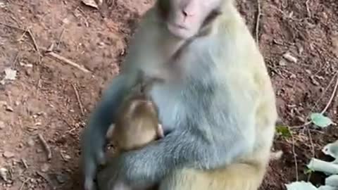 Cute Monkey China & Funny Love monkey| Animals Love