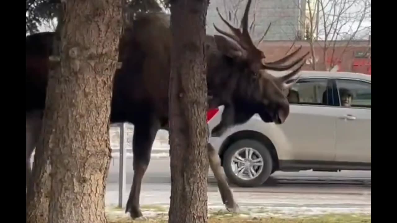 HUGE MOOSE ! Downtown Anchorage Alaska