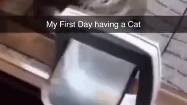 cat#short