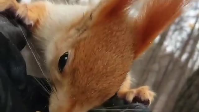 The red squirrel eats the nuts. How long tassels on the ears.