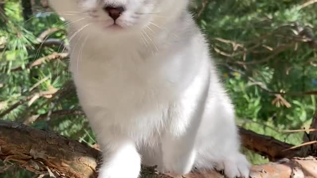 Cute Kitten on a Tree Branch