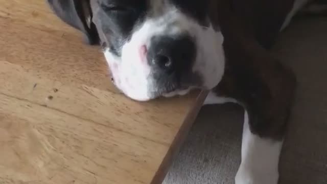 Tired Pup Falls Asleep In Hilariously Awkward Position