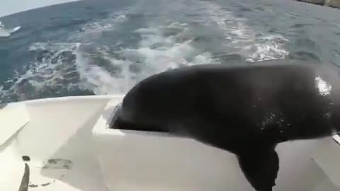Seal steals bait from boat