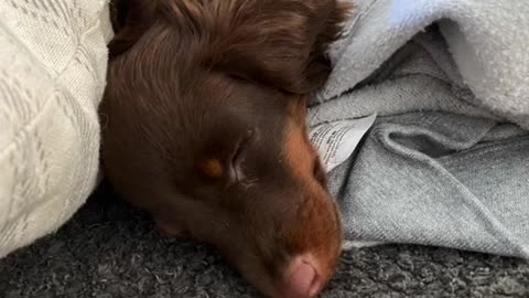 One Dog There are one video 15 videos