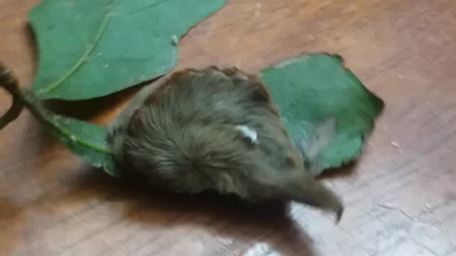 The Fluffiest Worm