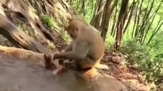 Mom monkey nathi her child