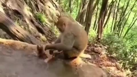 Mom monkey nathi her child