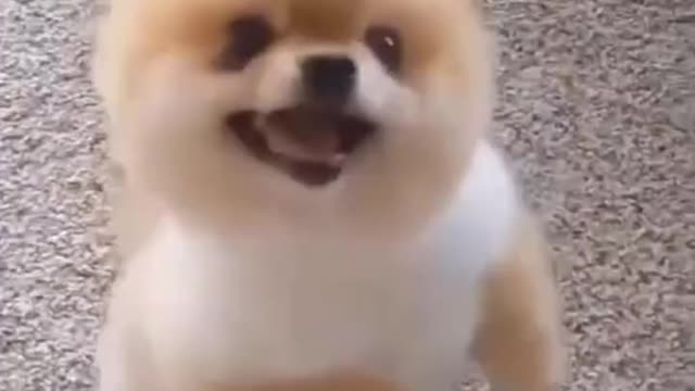 Funny cute dog video