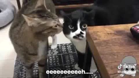 These Cats Can Speak English Better Than Hooman